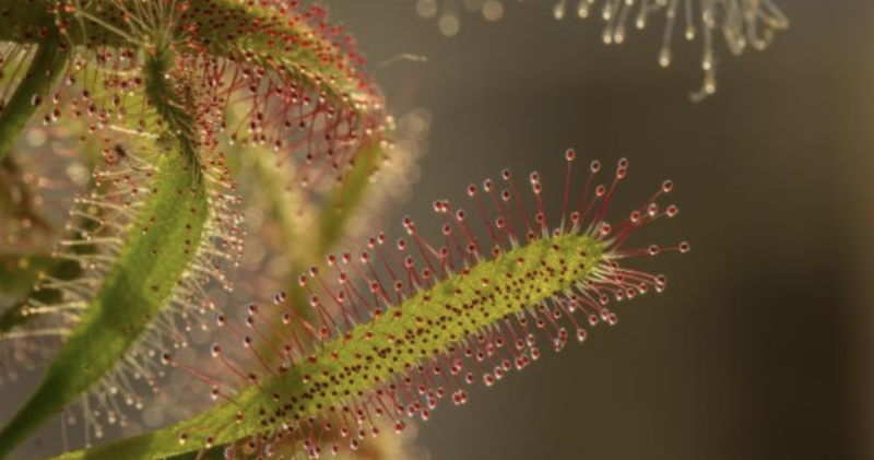 Microcosmo